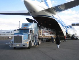 ISO Logistics - Dịch vụ vận chuyển, hải quan uy tín, chuyên nghiệp